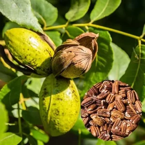 Pecan Tree Seedlings Live Plant - Set of 2 Bare Roots 1-2 Ft Tall - Outdoor Hardy Nut Tree - Image 2