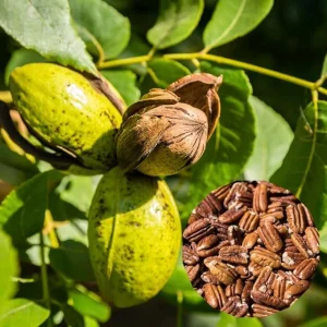 Pecan Tree Seedlings Live Plant - Set of 2 Bare Roots 1-2 Ft Tall - Outdoor Hardy Nut Tree - Image 6