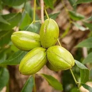 Pecan Trees Live Plants - Hardy Bare Root Seedlings, 1-2 Ft (4 Pack) - Image 5