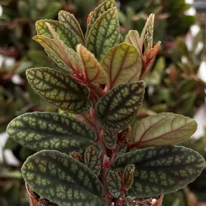 Pellionia Pulchra Rainbow Vine Live Plant - 2.5 inch Pot - Tropical Houseplant - Image 2