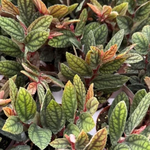 Pellionia Pulchra Rainbow Vine Live Plant - 2.5 inch Pot - Tropical Houseplant - Image 3