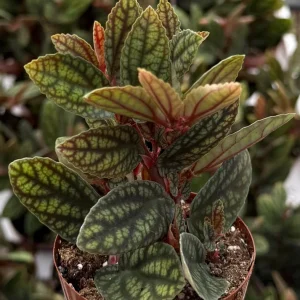 Pellionia Pulchra Rainbow Vine Live Plant - 2.5 inch Pot - Tropical Houseplant - Image 1