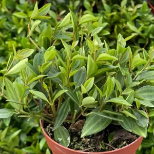 Peperomia Beetle Live Houseplant – Trailing Plant – 4 inch Pot – Indoor - Image 2