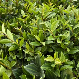 Peperomia Beetle Live Houseplant – Trailing Plant – 4 inch Pot – Indoor - Image 4