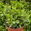 Peperomia Beetle Live Houseplant – Trailing Plant – 4 inch Pot – Indoor - Image 1