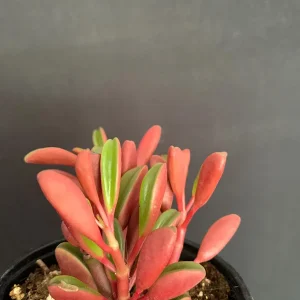 Peperomia Graveolens Ruby Glow Live Plant – 4 inch Pot – Colorful Red Succulent - Image 1