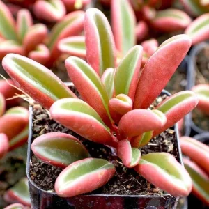 Peperomia Graveolens Ruby Glow Live Plant – 4 inch Pot – Colorful Red Succulent - Image 3
