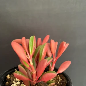 Peperomia Graveolens Ruby Glow Live Plant – 4 inch Pot – Colorful Red Succulent - Image 4