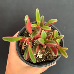 Peperomia Graveolens Ruby Glow Live Plant – 4 inch Pot – Colorful Red Succulent - Image 5