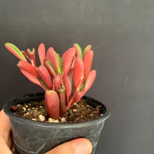 Peperomia Graveolens Ruby Glow Live Plant – 4 inch Pot – Colorful Red Succulent - Image 6