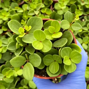 Peperomia Hope Live Plant – Trailing Succulent Houseplant – 4 inch or 6 inch Pot - Image 4