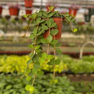Peperomia Hope Live Plant – Trailing Succulent Houseplant – 4 inch or 6 inch Pot - Image 1