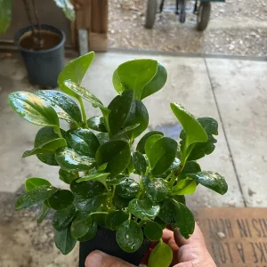 Peperomia Obtusifolia Live Plant - Baby Rubber Plant - Potted Houseplant, 4.5 in Width - Image 2