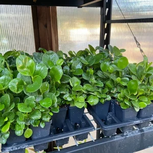 Peperomia Obtusifolia Live Plant - Baby Rubber Plant - Potted Houseplant, 4.5 in Width - Image 3