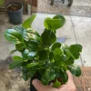 Peperomia Obtusifolia Live Plant - Baby Rubber Plant - Potted Houseplant, 4.5 in Width - Image 1