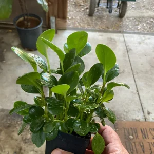 Peperomia Obtusifolia Live Plant - Baby Rubber Plant - Potted Houseplant, 4.5 in Width - Image 4