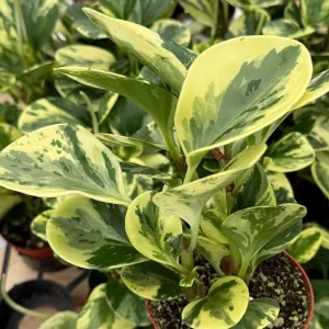 Peperomia Obtusifolia Variegated Live Plant – 4 inch Pot – Rooted Houseplant - Image 3