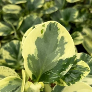 Peperomia Obtusifolia Variegated Live Plant – 4 inch Pot – Rooted Houseplant - Image 5