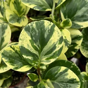 Peperomia Obtusifolia Variegated Live Plant – 4 inch Pot – Rooted Houseplant - Image 1