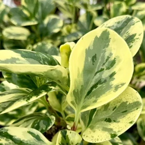 Peperomia Obtusifolia Variegated Live Plant – 4 inch Pot – Rooted Houseplant - Image 6