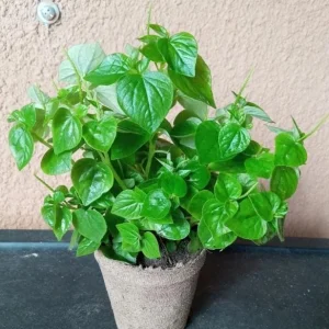Peperomia Pellucida Seeds - 900 Seeds for Planting, Crab Claw Herb - Image 5