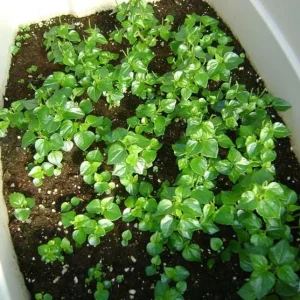 Peperomia Pellucida Seeds - 900 Seeds for Planting, Crab Claw Herb - Image 6