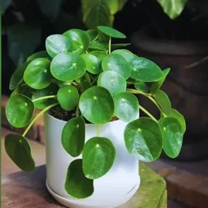 Peperomia Pilea Live Plant – 2 Money Tree Plants – 3-5 Inches Tall – Indoor/Outdoor - Image 1