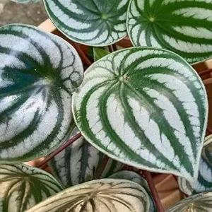 Peperomia Watermelon Plant - Live Houseplant Starter - 4-6 Inch Tall - Image 4