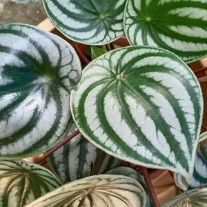 Peperomia Watermelon Plant - Live Houseplant Starter - 4-6 Inch Tall - Image 6