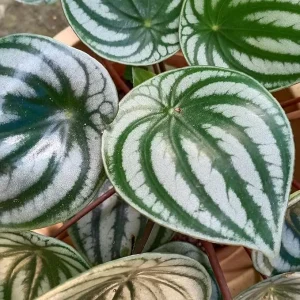Peperomia Watermelon Plant - Live Houseplant Starter - 4-6 Inch Tall - Image 7