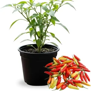 Pepper Live Plant 4 Inch Pot, 2 Per Pot, Small Hot Peppers for Garden & Patio - Image 3