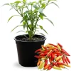Pepper Live Plant 4 Inch Pot, 2 Per Pot, Small Hot Peppers for Garden & Patio - Image 1