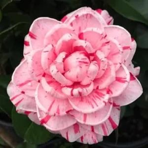 Peppermint Camellia Live Plant - Red White Flowers, Well-Rooted Shrub, Zones 7-10 - Image 1