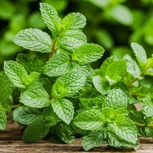 Peppermint Live Plant – 2 Bare Root Herb Starter Plants – 4-6 Inch – Indoor/Outdoor - Image 4