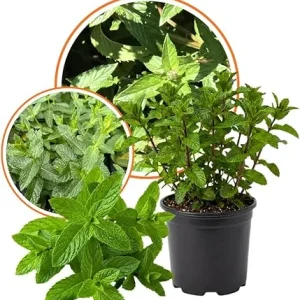 Peppermint Live Plant – 3.5 inch Pot – Fragrant Culinary Herb - Image 1
