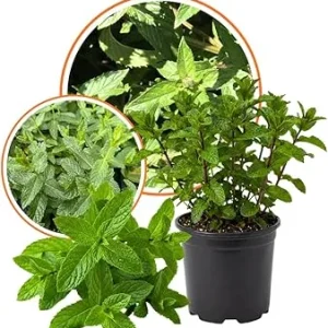 Peppermint Live Plant – 3.5 inch Pot – Fragrant Culinary Herb - Image 3
