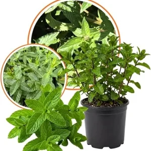 Peppermint Live Plant – 3.5 inch Pot – Fragrant Culinary Herb - Image 4