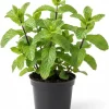 Peppermint Live Plant – 4 Inch Potted Herb for Garden & Indoors - Image 1