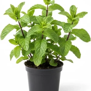 Peppermint Live Plant – 4 Inch Potted Herb for Garden & Indoors - Image 5