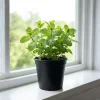 Peppermint Live Plant – Culinary Mint Herb, 4-6 Inches, Indoor/Outdoor - Image 1