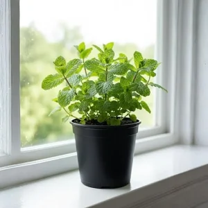 Peppermint Live Plant – Culinary Mint Herb, 4-6 Inches, Indoor/Outdoor - Image 4