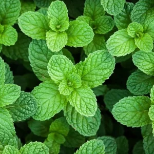Peppermint Live Plant - Fresh Herb - 4 Inch Pot - Indoor/Outdoor - Image 4
