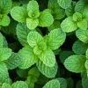 Peppermint Live Plant - Fresh Herb - 4 Inch Pot - Indoor/Outdoor - Image 1