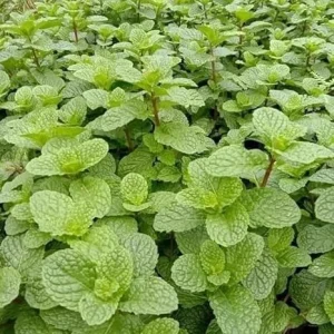 Peppermint Live Plant – Fresh Mint Herb – 4 Inch Pot – Indoor/Outdoor - Image 4