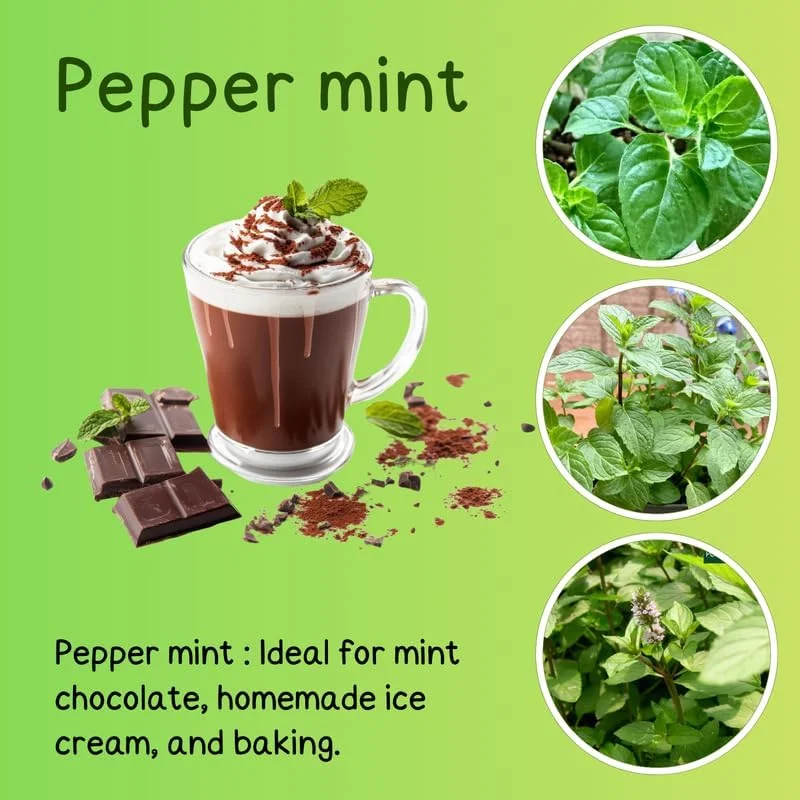 Peppermint Live Plants - 3-Pack Fast Growing Culinary Herb Mint for Indoor Outdoor Gardening, Cold Hardy, 4-7 inches - Image 3