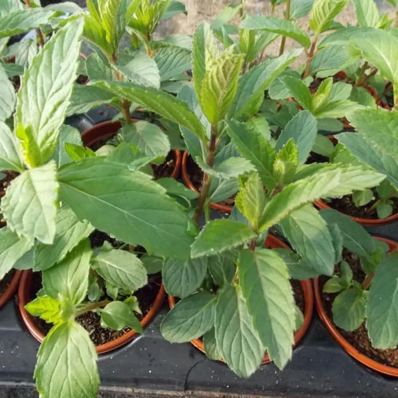 Peppermint Live Plants - 3-Pack Fast Growing Culinary Herb Mint for Indoor Outdoor Gardening, Cold Hardy, 4-7 inches - Image 4