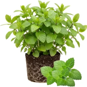Peppermint Live Plants - 3-Pack Fast Growing Culinary Herb Mint for Indoor Outdoor Gardening, Cold Hardy, 4-7 inches - Image 6