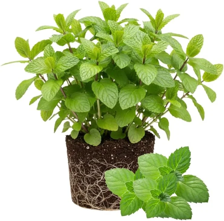 Peppermint Live Plants - 3-Pack Fast Growing Culinary Herb Mint for Indoor Outdoor Gardening, Cold Hardy, 4-7 inches - Image 6