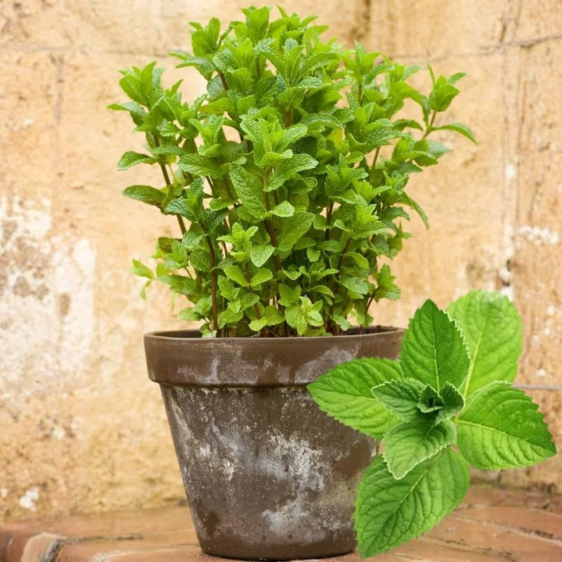 Peppermint Live Plants - 3-Pack Fast Growing Culinary Herb Mint for Indoor Outdoor Gardening, Cold Hardy, 4-7 inches - Image 7