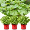 Peppermint Live Plants - 3-Pack Fast Growing Culinary Herb Mint for Indoor Outdoor Gardening, Cold Hardy, 4-7 inches - Image 1